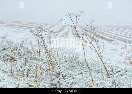 Early winter snow falling in November on dead umbellifera stems near the Cotswold village of Snowshill, Gloucestershire, England UK Stock Photo