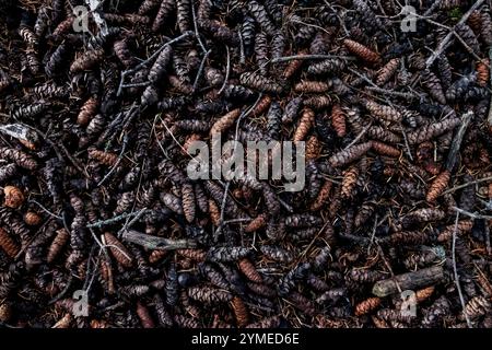 Pine cones and needles on forest floor, overhead shot Stock Photo