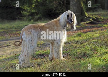 Afghan Hound, Afghan Greyhound, Sighthound Stock Photo