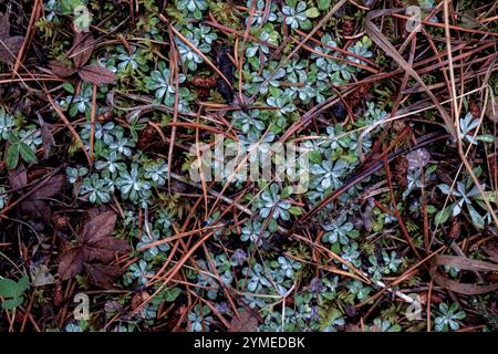 Alpine plants on forest floor, closeup overhead shot Stock Photo