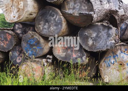 Close-up of pile of large cut and stacked logs marked with grading numbers in woodyard in summer, Quebec, Canada, North America Stock Photo