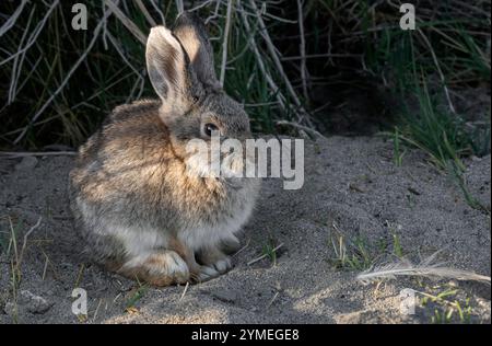 Cottontail rabbit; Eastern High Sierras; California Stock Photo