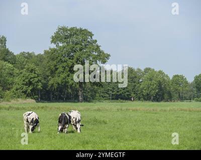 Three cows grazing peacefully on a green meadow with a large tree in the background, winterswijk, the netherlands Stock Photo
