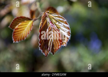 Copper Beech, Fagus Sylvatica Atropunicea, leaves emerging in springtime Stock Photo