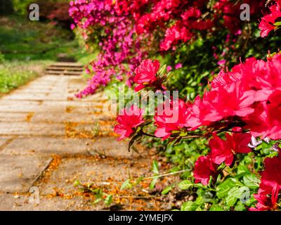 A walkway with a path of flowers in the background. The flowers are pink and the walkway is made of concrete Stock Photo