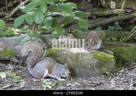 Brown Rat fand Grey Squirrel feeding on some bird seed Stock Photo