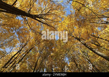 Nature, autumnal forest, view from below into the tree tops, Province of Quebec, Canada, North America Stock Photo