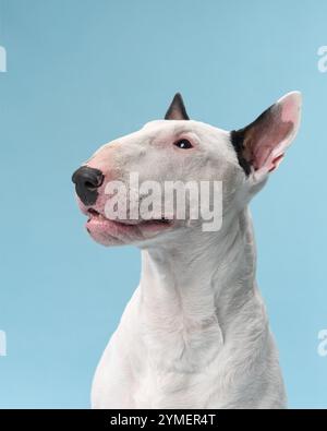 A close-up headshot of a bull terrier indoors with a blue background. The dog has a neutral expression, creating a clean and simple portrait. Stock Photo