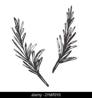 Rosemary. Sketch. A sprig of aromatic spice. Vector illustration. Outline on isolated background. Doodle style. Stem with leaves. Idea for web design, Stock Vector