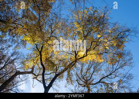 Trees in their full autumn colour on a blue sky sunny day in woodland, Droitwich, Worcestershire, England. Stock Photo