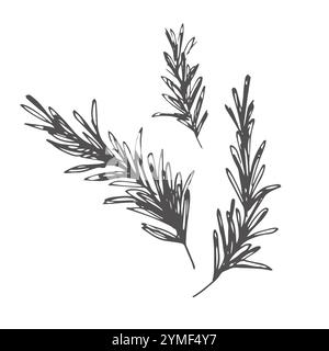 rosemary doodle icon, vector illustration Stock Vector