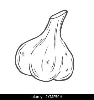 Hand drawn garlic icon. Vector badge vegetable in the old ink style for brochures, banner Stock Vector