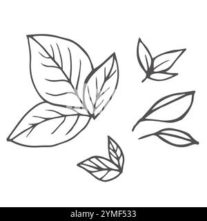 Vector illustration Set of herbs leaf hand drawn sketch, culinary herbs and spices line art, Containing Basil, Parsley, Cilantro or Coriander isolated Stock Vector