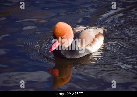 London, UK. 20th November 2024. Male red-crested pochard in a park lake. Credit: Vuk Valcic/Alamy Stock Photo