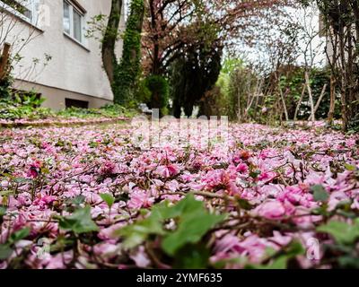 A large area of pink flowers has fallen on the ground. The flowers are scattered all over the area, creating a beautiful and serene atmosphere. The sc Stock Photo
