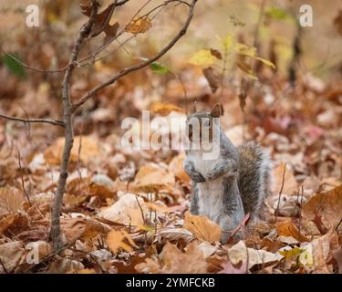 An Eastern Grey Squirrel sits up on his hind legs in the autumn leaves. He looks very alert and aware of his surroundings. Stock Photo