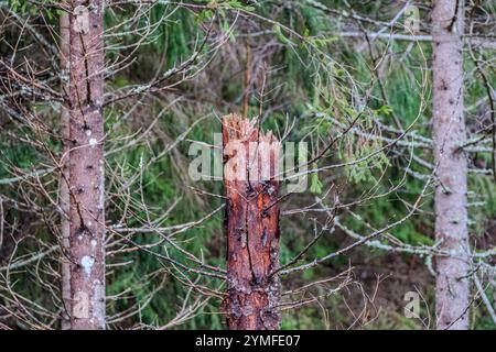A close-up of a broken tree trunk in a dense forest, showcasing natures raw beauty and environmental details. Stock Photo