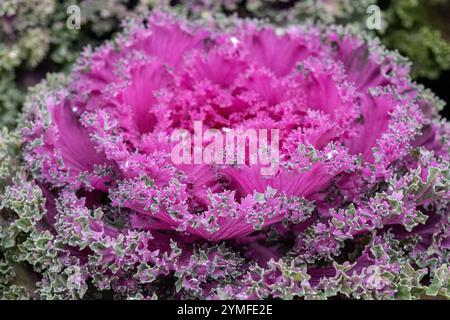 Detailed view of vibrant purple ornamental kale with ruffled, textured leaves, showcasing its intricate patterns and unique beauty. Stock Photo