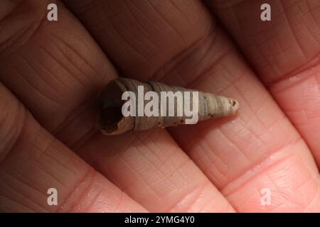 Common Tower Shell (Turritellinella tricarinata) Mollusca Stock Photo ...