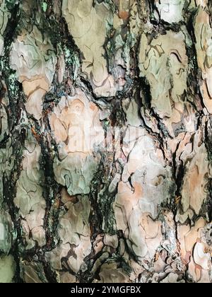The bark of a tree is shown in detail, with many ridges and grooves. The texture of the bark is rough and uneven, with some areas appearing to be weat Stock Photo
