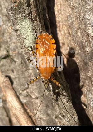 Orange Assassin Bug (Pselliopus barberi) Stock Photo