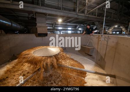 Malting barley, the ‘active’ malting process begins with the steeping phase in cylindronconical tanks. Simpsons Malt, Berwick upon Tweed Stock Photo