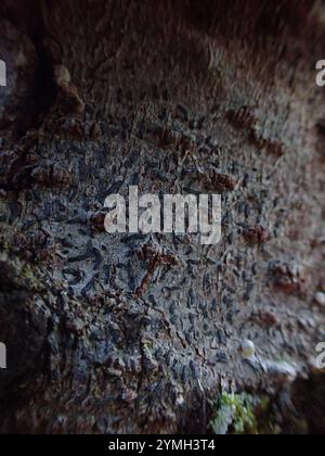 Common Script Lichen (Graphis scripta) Stock Photo