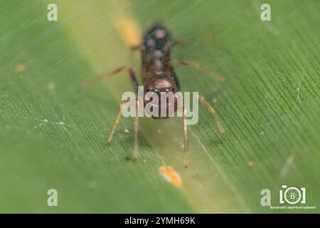 Slender Ant-mimic Jumping Spider (Synemosyna formica) Stock Photo