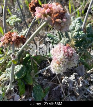 Seaside Buckwheat (Eriogonum latifolium) Stock Photo