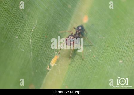 Slender Ant-mimic Jumping Spider (Synemosyna formica) Stock Photo