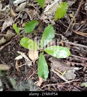 Pigeonwood (Hedycarya arborea) Stock Photo