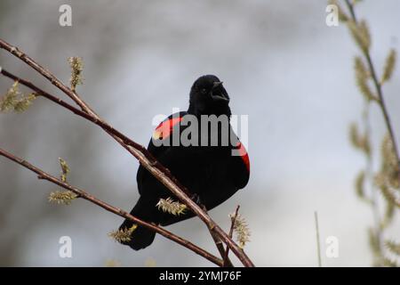 Red-winged Black Bird Singing on a bush at Dufield Pond Conservation area in Northern Illinois. Stock Photo