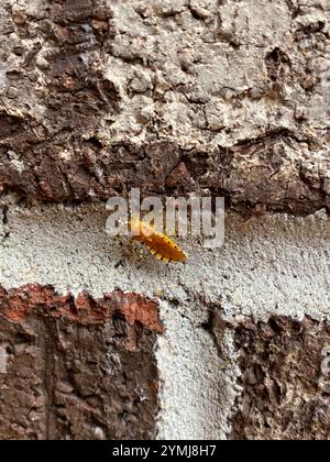 Orange Assassin Bug (Pselliopus barberi) Stock Photo