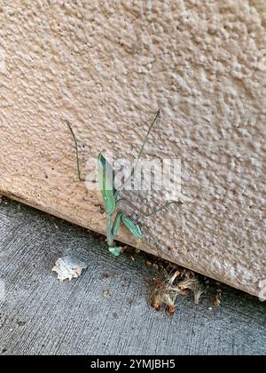 Arizona Mantis (Stagmomantis limbata) Stock Photo