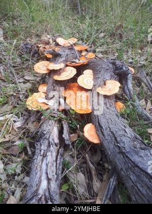 Southern Cinnabar Polypore (Trametes coccinea) Stock Photo