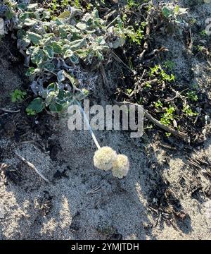 Seaside Buckwheat (Eriogonum latifolium) Stock Photo