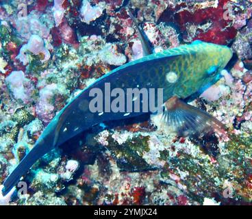 Sortidus Indian Bullethead Parrotfish (Chlorurus sordidus Stock Photo - Alamy
