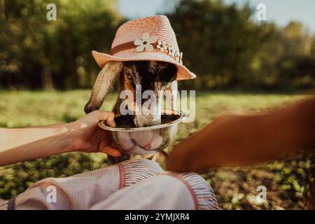 A female farmer feeds a Nubian goat with oats from a bowl on her free-range farm. Funny goat in pink hat close-up eating oats Stock Photo