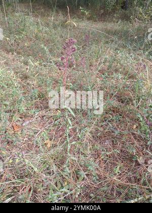 Hairy Chaffhead (Carphephorus paniculatus Stock Photo - Alamy