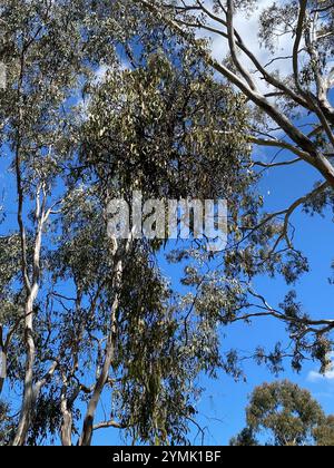 Box Mistletoe (Amyema miquelii Stock Photo - Alamy