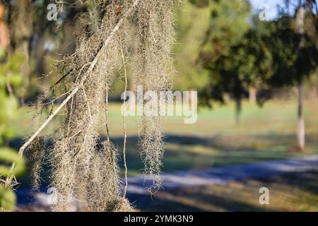 spanish moss hanging from oak tree branch selective focus Stock Photo