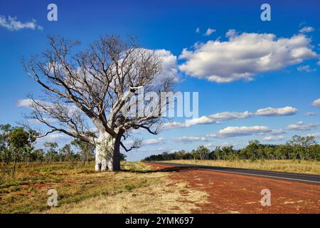 Large Baobab Tree bottle-like appearance it is endemic to Kimberley region in Western Australia Stock Photo