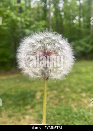 Full head of a dandelion Stock Photo