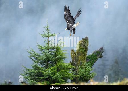 Canada, British Columbia, Central  Coast, Great Bear Rain Forest, Bald Eagle Stock Photo