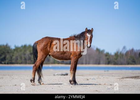 Estonian native horse (Estonian Klepper) standing in the coastal meadow. Springtime on the island. Chestnut colour horse with white blaze standing on Stock Photo