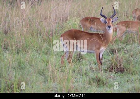 Wild Uganda Kob antelope seen in Nature on Safari in Murchison Falls National Park Uganda Stock Photo