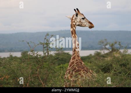 Close up of Rothschild's giraffe in natural habitat, Murchison Falls National Park, Uganda Stock Photo