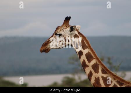 Close up of Rothschild's giraffe in natural habitat, Murchison Falls National Park, Uganda Stock Photo