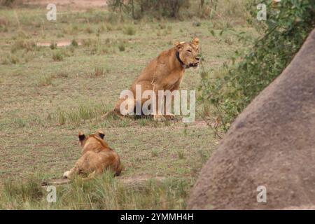 Wild Lions in Savanna, Queen Elizabeth National Park, Uganda Stock Photo