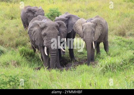 Male Elephants in Queen Elizabeth National Park Stock Photo